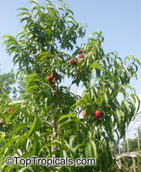 Prunus persica, Amygdalus persica, Peach

Click to see full-size image