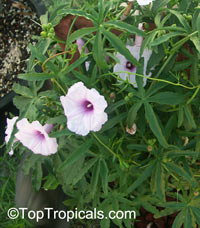 Ipomoea platensis, Ipomoea platense, Ipomoea lineariloba, Plata Ipomoea, Caudiciform Morning Glory

Click to see full-size image