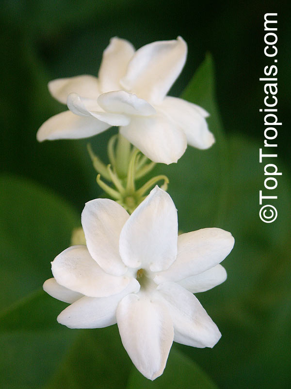 Jasminum Sambac Maid Of Orleans Nyctanthes Sambac Maid Of Orleans Arabian Jasmine Hawaiian Pikake Sampaguitas Sumpa Kita Toptropicals Com