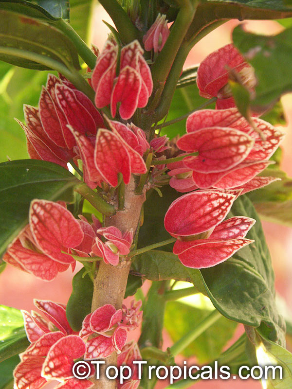 Goethea (Pavonia) strictiflora