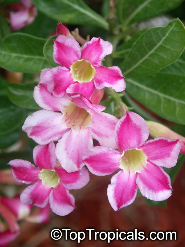 PICT4733Adenium_multi_TA.jpg