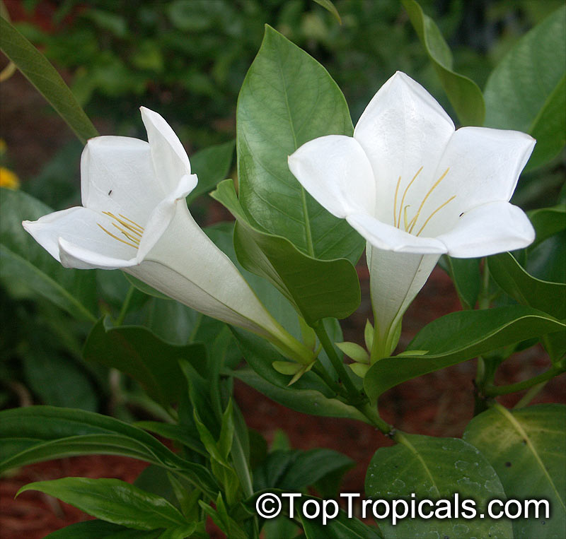 Portlandia platantha, Portlandia latifolia, Dwarf Bell Flower, White horse flower, Tree Lily
