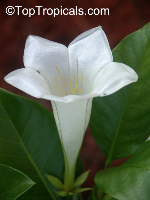 Portlandia platantha, Portlandia latifolia, Dwarf Bell Flower, White horse flower, Tree Lily