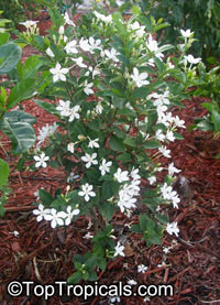 Wrightia antidysenterica, Snowflake, Milky way, Winter Cherry Tree, Arctic Snow, Pudpitchaya, Sweet Indrajao, Hyamaraca

Click to see full-size image