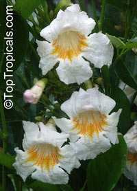 Radermachera sp., Tree Jasmine

Click to see full-size image