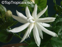 Jasminum sambac Belle of India Elongata, Nyctanthes sambac, Belle of India