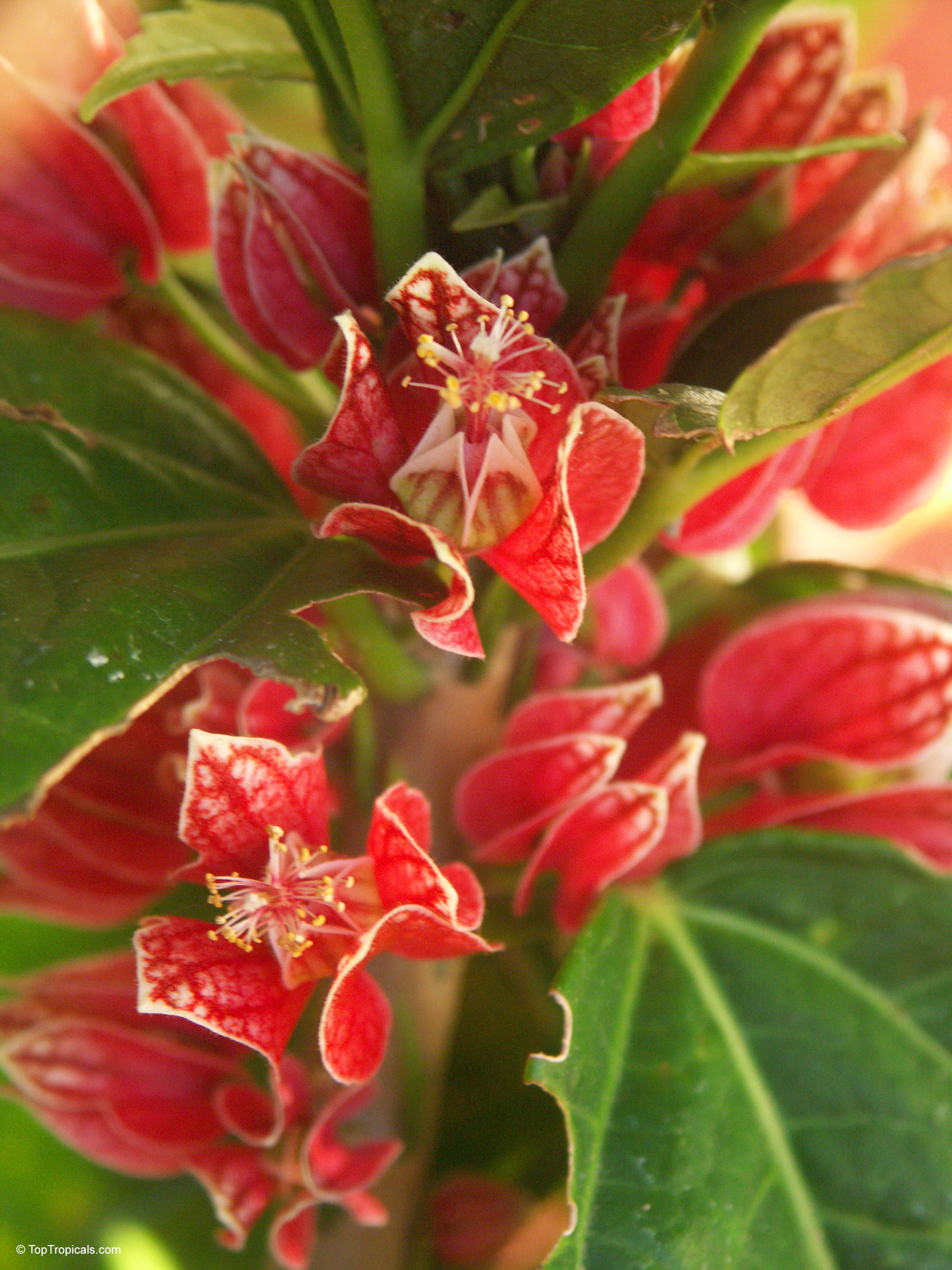 Pavonia strictiflora (Goethea) has layered red flowers along a central stem with yellow edges Pavonia strictiflora (Goethea) with red and yellow flowers in a close up image