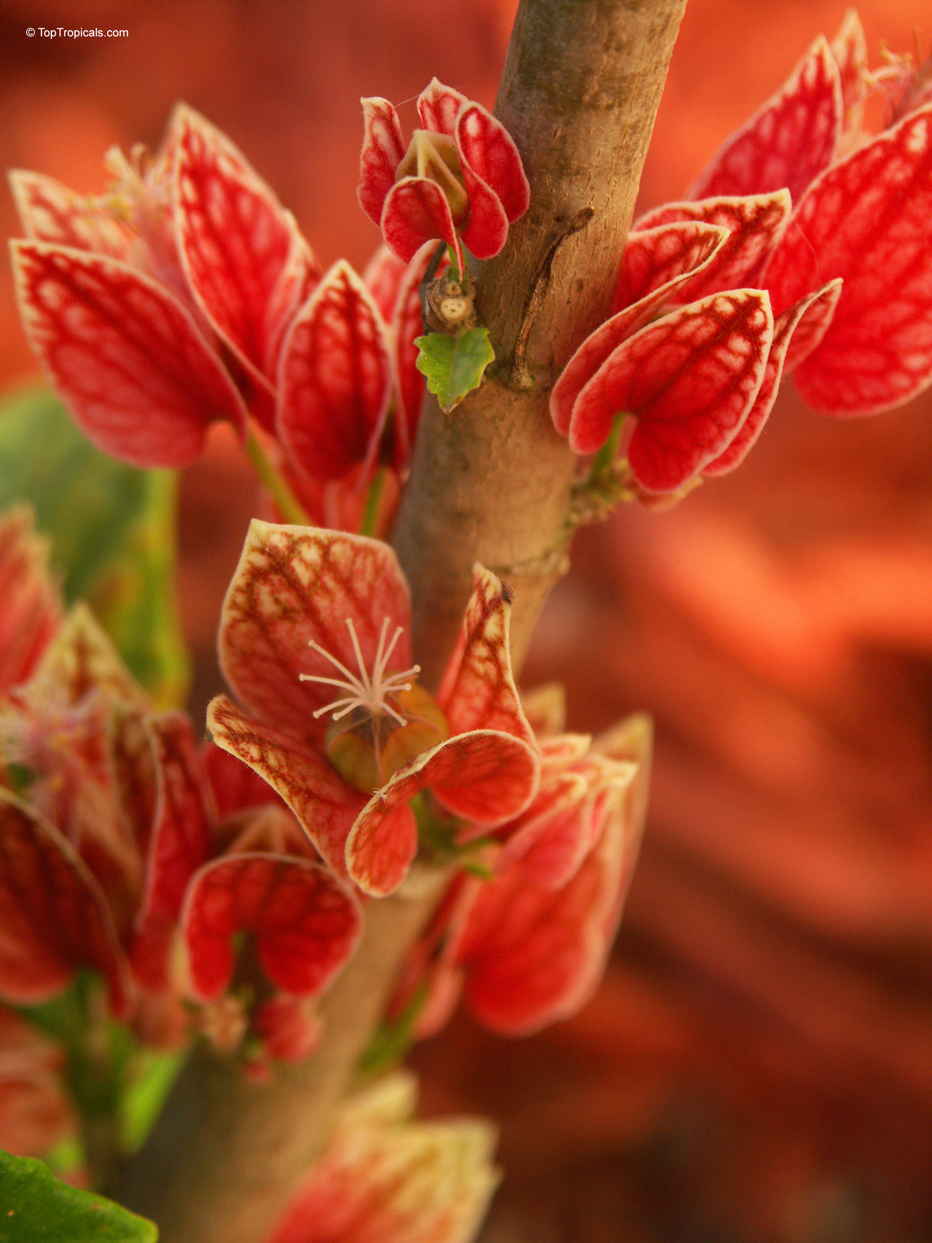 Pavonia strictiflora (Goethea) with red flower bracts attached along a woody branch. Pavonia strictiflora (Goethea) with red flower close up on a woody stem.