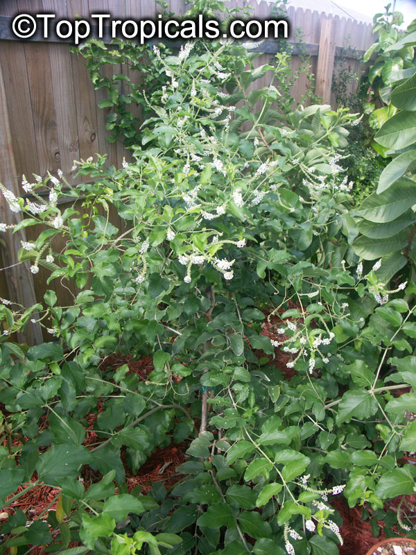 Aloysia virgata, Sweet Almond Bush, Incense Bush