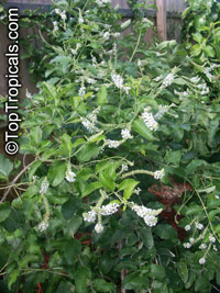 Aloysia virgata, Sweet Almond Bush, Incense Bush

Click to see full-size image
