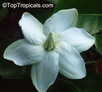 Gardenia taitensis Heaven Scent, Tahiti Gardenia

Click to see full-size image