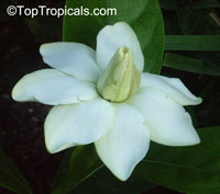 Gardenia taitensis Heaven Scent, Tahiti Gardenia

Click to see full-size image