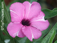 Adenium boehmianum, Desert Rose

Click to see full-size image
