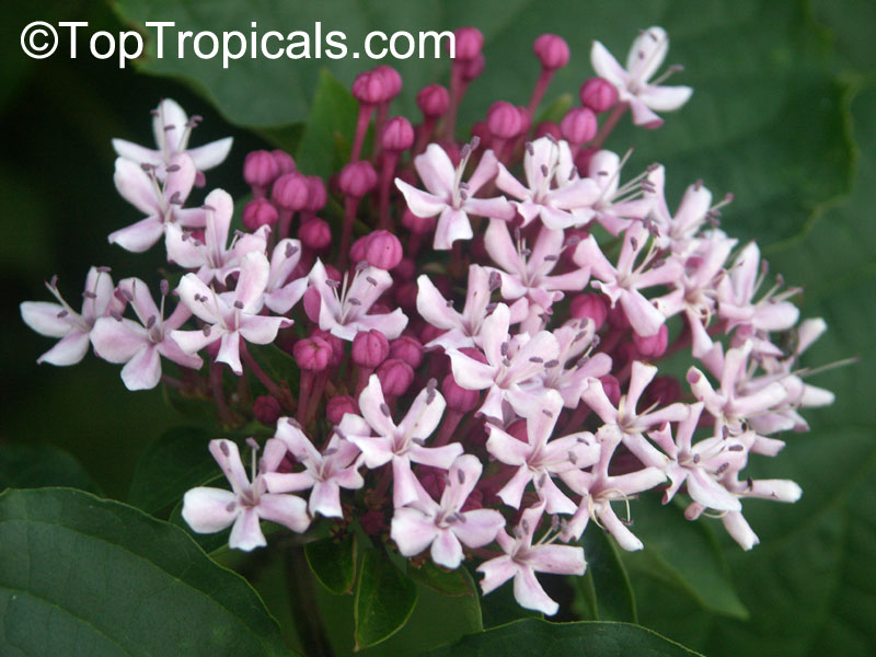 Clerodendrum bungei, Cashmere (Cashmir) bouquet, Glory Bower, Clerodendron
