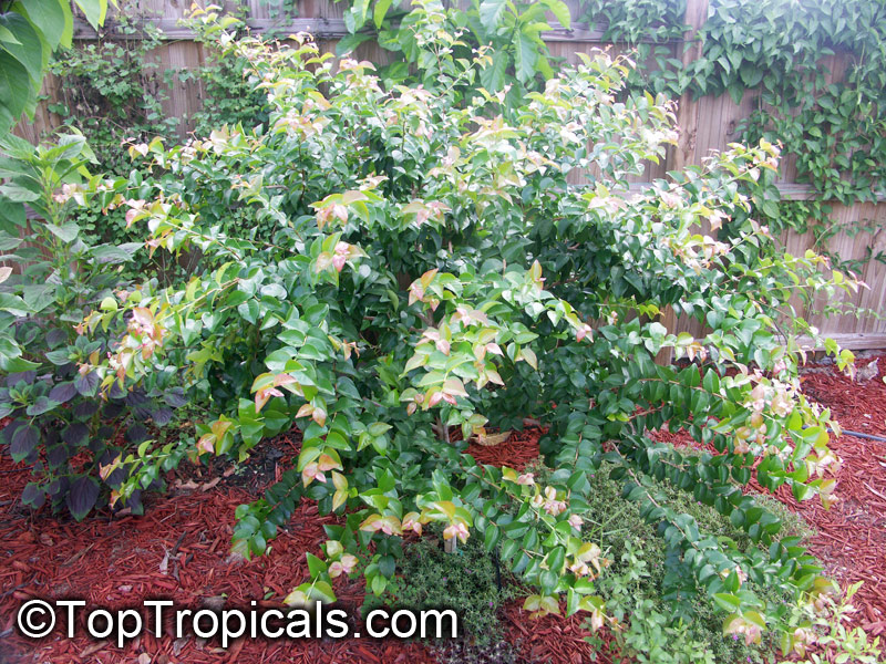 Eugenia uniflora, Eugenia michelii, Surinam Cherry, Pitanga, Brazilian Cherry. var. Black Star