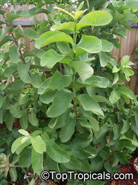 Psidium guajava, Tropical Guava, Guajava