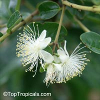 Pseudanamomis umbellulifera, Myrtus umbellulifera, Monos plum, Ciruelas

Click to see full-size image