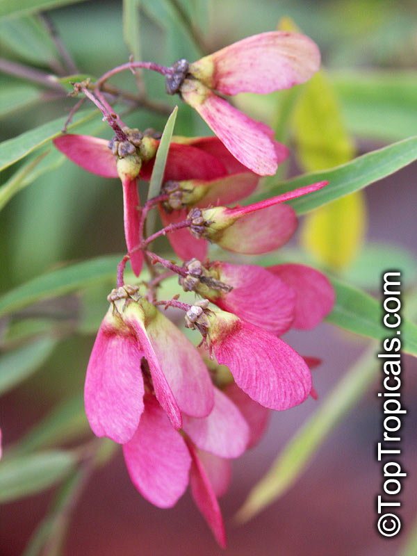 Heteropterys glabra, Heteropterys angustifolia, Mariposa, Red Wing