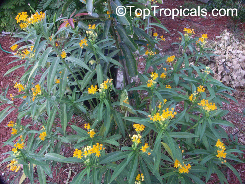 Asclepias tuberosa, Milkweed, Flame Weed, Butterfly Weed, Gay Butterflies, Pleurisy Root