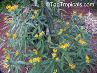 Asclepias tuberosa, Milkweed, Flame Weed, Butterfly Weed, Gay Butterflies, Pleurisy Root

Click to see full-size image