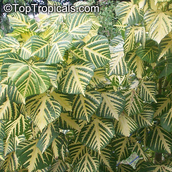 Erythrina indica-picta - Sunshine Tree, variegated Coral Tree 
