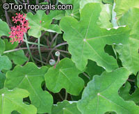 Jatropha podagrica, Gout Plant, Gout Stick, Buddha Belly, Guatemala Rhubarb, Tartogo