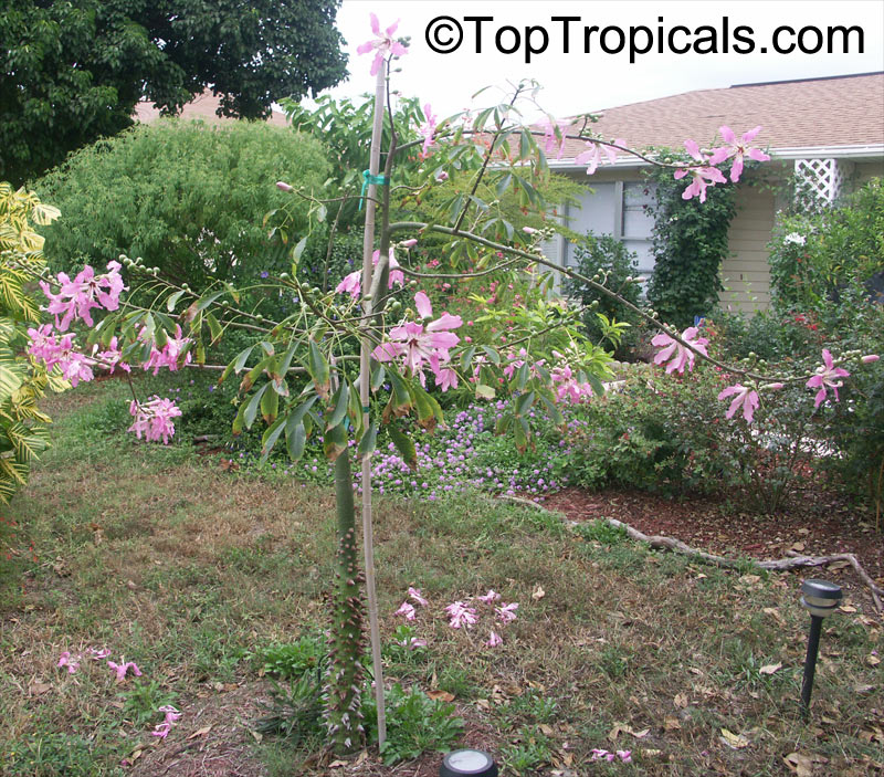 Ceiba speciosa, Chorisia speciosa, Silk Floss Tree, Bombax. Ceiba hybrid Pink Princess