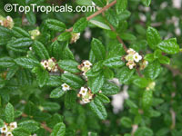 Nashia inaguensis, Moujean Tea, Bahamas Berry, Pineapple Verbena

Click to see full-size image