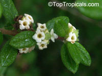 Nashia inaguensis, Moujean Tea, Bahamas Berry, Pineapple Verbena

Click to see full-size image