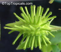 Uncarina grandidieri, Harpagophytum grandidieri, Mouse trap tree, Succulent Sesame

Click to see full-size image