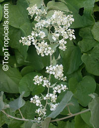 Poranopsis paniculata, Porana paniculata, Christmas Vine, Bridal Bouquet, Snow Creeper

Click to see full-size image