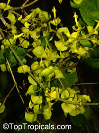 Holmskioldia citrina, Holmskioldia sanguinea 'Citrina' , Mandarin Sunrise, Mandarins hat, Yellow Chinese Hat

Click to see full-size image