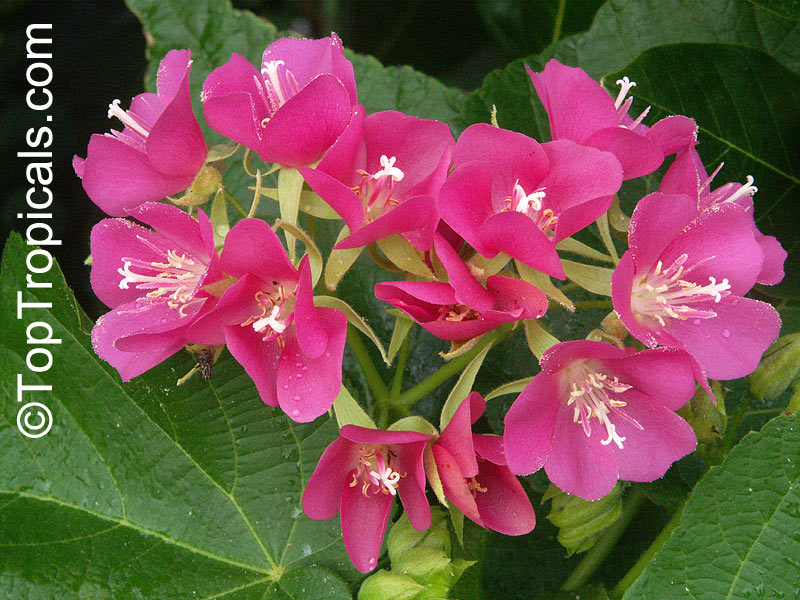 Dombeya x seminole, Tropical Rose Hydrangea