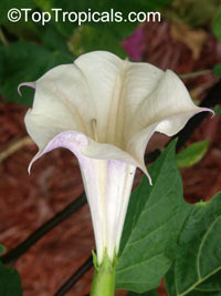 Datura sp., Thorn Apple, Angel's Trumpet

Click to see full-size image