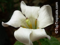 Euclinia longiflora, Randia macrantha, Angel's Trumpets, Tree Gardenia

Click to see full-size image