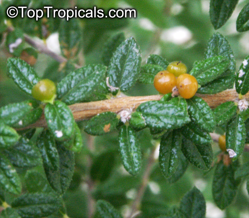 Nashia inaguensis, Moujean Tea, Bahamas Berry, Pineapple Verbena