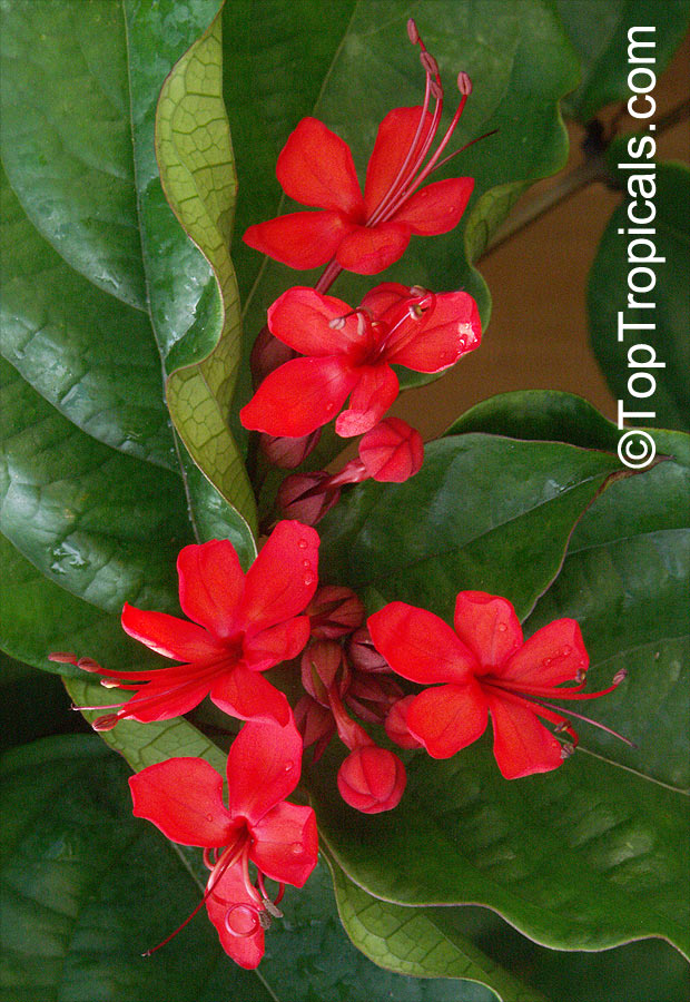 Clerodendrum splendens, Flaming Glorybower, Clerodendron