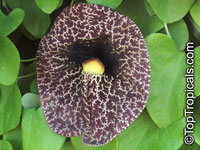 Aristolochia gigantea, Calico Flower, Giant Pelican Flower

Click to see full-size image
