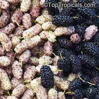 Morus hybrid, Mulberry

Click to see full-size image