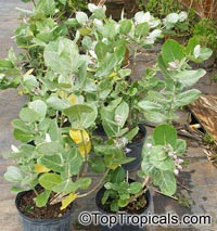 Calotropis gigantea, Giant Milkweed, Crown Flower, Giant Calotrope, Arka, Jilledu, Erukkam Madar, White Madaar

Click to see full-size image
