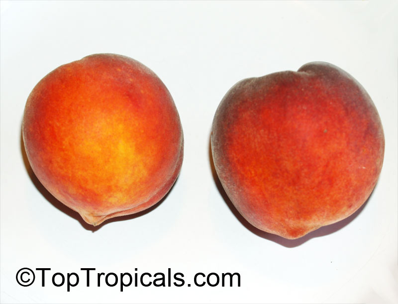 Peach tree UF SUN, Low chill, Prunus persica, Grafted