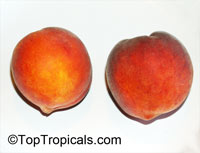 Prunus persica - Peach UF SUN, Low chill, Grafted