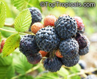 Rubus niveus, Rubus albescens, Mysore Raspberry, Ceylon Raspberry,Hill Raspberry

Click to see full-size image