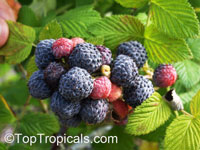 Rubus niveus, Rubus albescens, Mysore Raspberry, Ceylon Raspberry,Hill Raspberry

Click to see full-size image