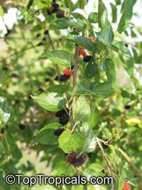 Morus sp., Mulberry