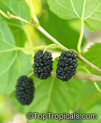 Morus nigra (Шелковица чёрная) - растение