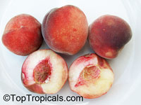 Prunus persica, Amygdalus persica, Peach

Click to see full-size image
