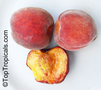 Peach tree FLORIDA PRINCE, Low chill, Prunus persica, Grafted