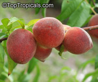 Prunus persica, Amygdalus persica, Peach