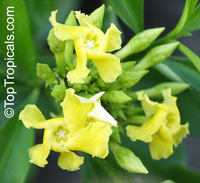 Thevetia ahouai, Ahouai nitida, Plumeriopsis ahouai, Broadleaf Thevetia, Yellow oleander, Dog's Tongue, Dog Balls, Grandfather's Balls

Click to see full-size image